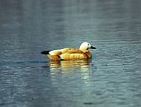 To Gokyo 3-6 First Gokyo Lake And Brahminy Duck A family of Brahminy ducks lives at the first Gokyo Lake.